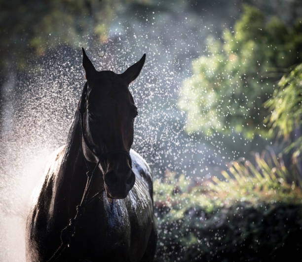fotografii de stoc, fotografii și imagini scutite de redevențe cu polo ponies în liniile de ponei în sotogrande spania, poneii fiind spălate după ce a jucat polo gol mare pe terenurile de polo sotogrande celebru - sotogrande