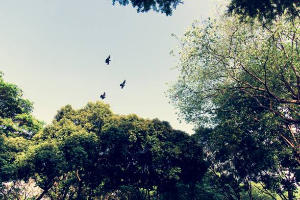 istock Birds flying in the blue sky 961266454