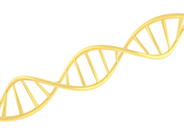 istock Gold DNA symbol on white background. 961266590