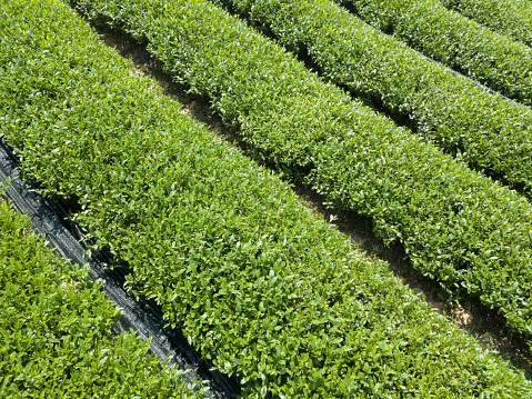 Aerial photography green tea garden
