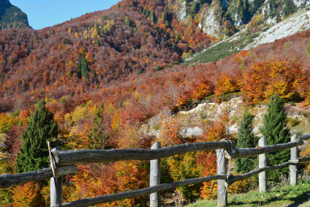 красивые осенние леса с их яркими цветами от желтого до оранжевого - cinque torri стоковые фото и изображения