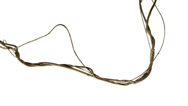istock Twisted wild liana jungle vine isolated on white background, clipping path included 961275778