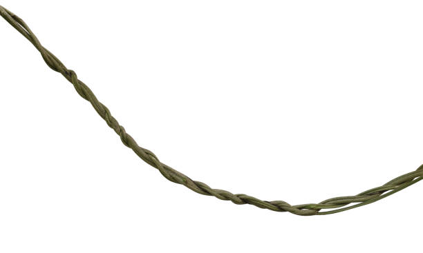 istock Twisted wild liana jungle vine isolated on white background, clipping path included 961275784