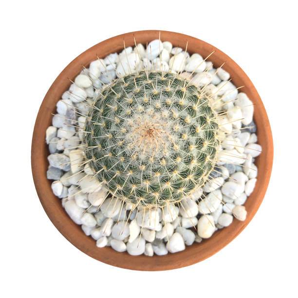 istock Cactus plant in clay pot top view isolated on white background, clipping path included 961275950
