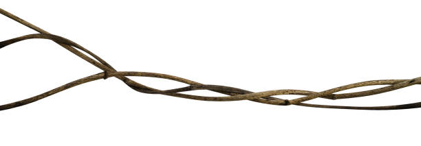 istock Twisted wild liana jungle vine isolated on white background, clipping path included 961276074