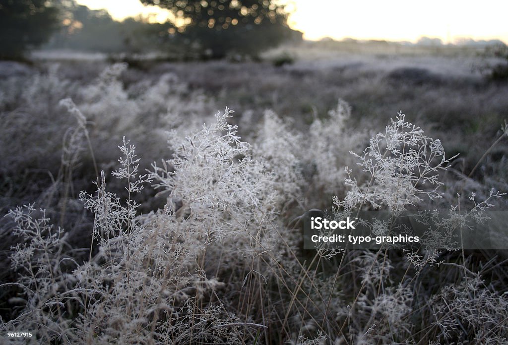 Primeiro Frost no outono. - Foto de stock de Brandemburgo royalty-free