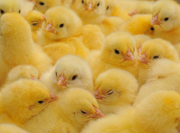 istock An image of baby chicks huddled together 96128170