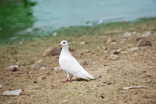 white dove on banks of  pond