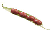 Red kidney bean pod