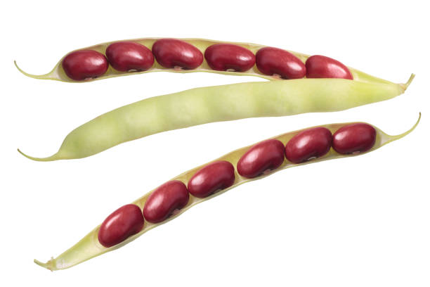 Red kidney bean pods, top view Red kidney beans (Phaseolus vulgaris), fresh halved pod, seeds exposed, top view kidney bean stock pictures, royalty-free photos & images