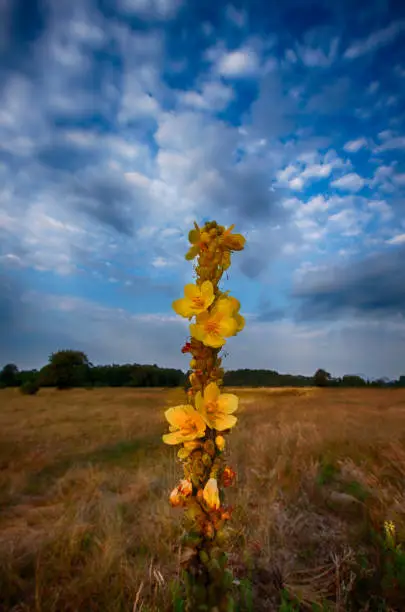 Verbascum thapsus with beautiful yellow flowers and grass and a dark, overcast sky