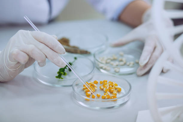 230+ Bioengineer Stock Photos, Pictures & Royalty-Free Images - iStock