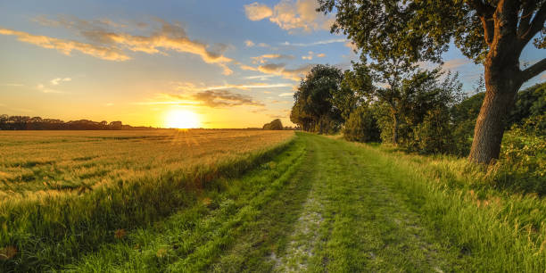 古いオーク材のトラックに沿って麦畑 - road footpath field scenics ストックフォトと画像