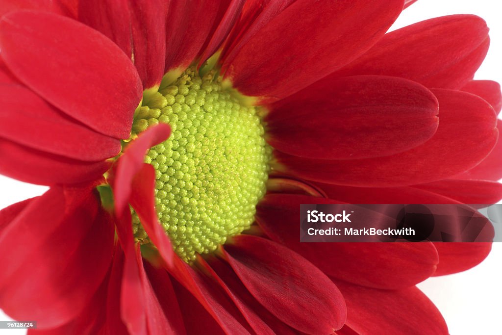 Red and green flower  Backgrounds Stock Photo