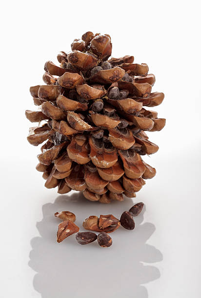 istock Cedar of Lebanon cone isolated on white 96128815