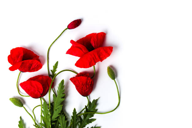Poppy flowers arrangement on white background top view