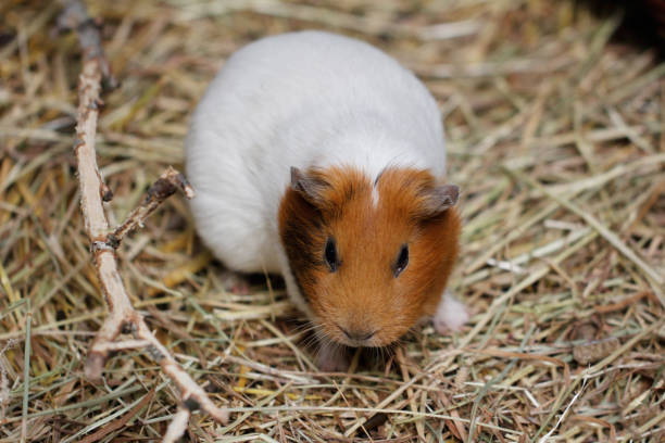 istock White-brown domestic guinea pig 961289352