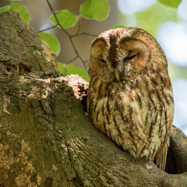 istock Tawny owl looking shy 961292634