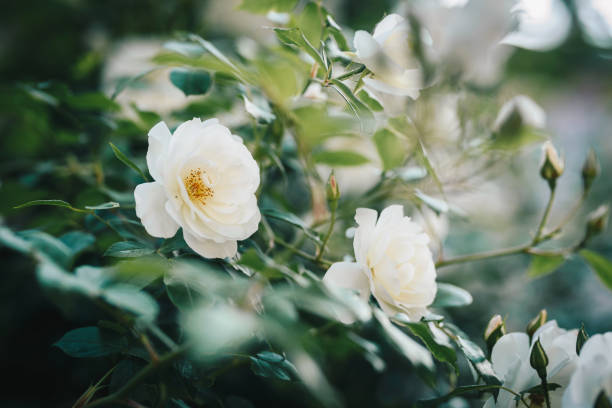 Blooming white roses bush. stock photo