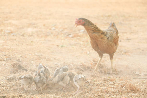 chicken family eat food