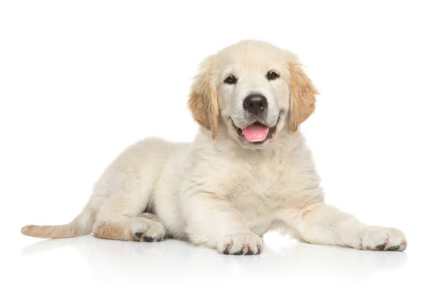 白い背景の上の黄金のゴルフボールレトリバー子犬 - golden retriever retriever dog smiling ストックフォトと画像