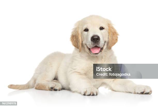 Golden Retriver Puppy On White Background Stock Photo - Download Image Now - Dog, Puppy, White Background
