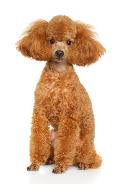 istock Toy Poodle puppy on white 961299176