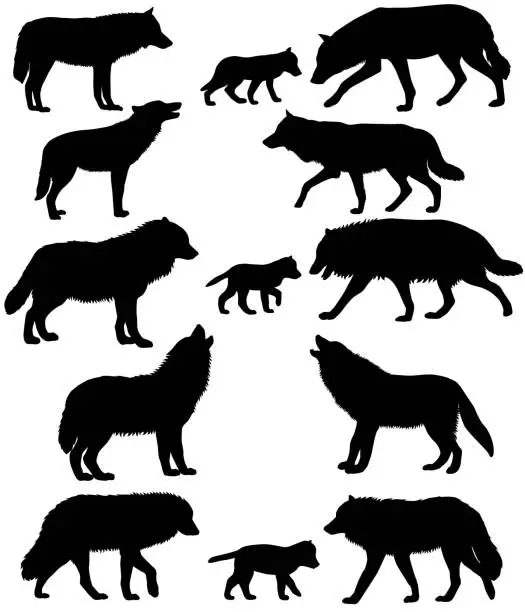 Vector illustration of Silhouettes of wolves and wolf-cubs