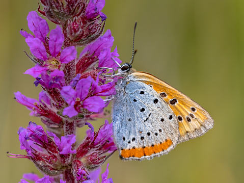 Large copper (Lycaena dispar) endemic butterfly of the Netherlands foraging nectar on flowers of purple loosestrife (Lythrum salicaria)
