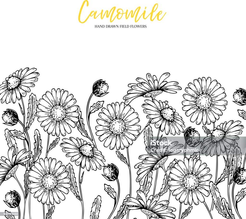 Hand drawn wild hay flowers. Chamomile daisy flower. Medical herb. Vintage engraved art. Border composition. Good for cosmetics, medicine, treating, aromatherapy, nursing, package design health care. Hand drawn wild hay flowers. Chamomile daisy flower. Medical herb. Vintage engraved art. Border composition. Good for cosmetics, medicine, treating, aromatherapy, nursing, package design health care Chamomile stock vector