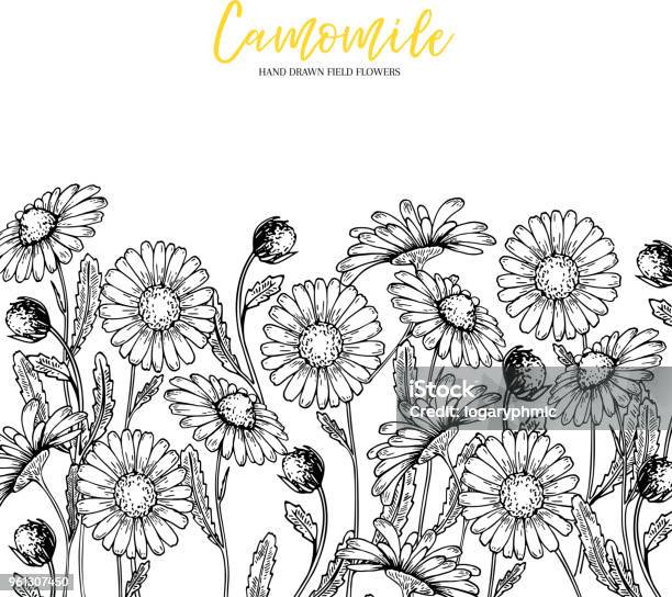 Hand Drawn Wild Hay Flowers Chamomile Daisy Flower Medical Herb Vintage Engraved Art Border Composition Good For Cosmetics Medicine Treating Aromatherapy Nursing Package Design Health Care Stock Illustration - Download Image Now