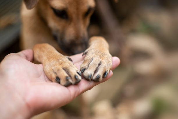 Close up Men's hand is holding on to the dog's feet. stock photo