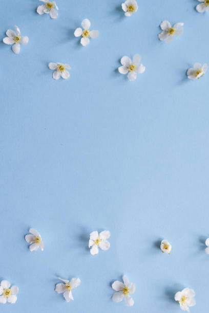 istock composition of small white flowers on a blue background 961311944