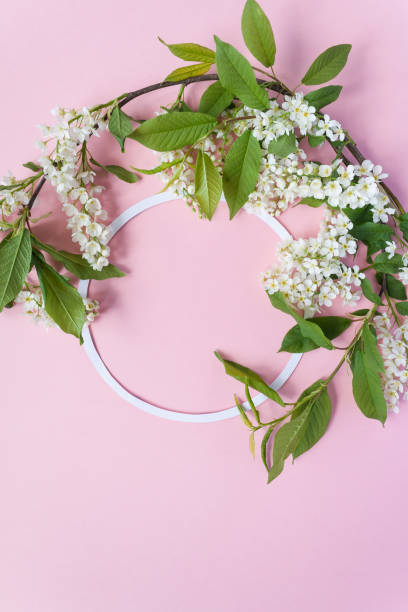 istock Round frame with flowering bird cherry on pink background 961311998