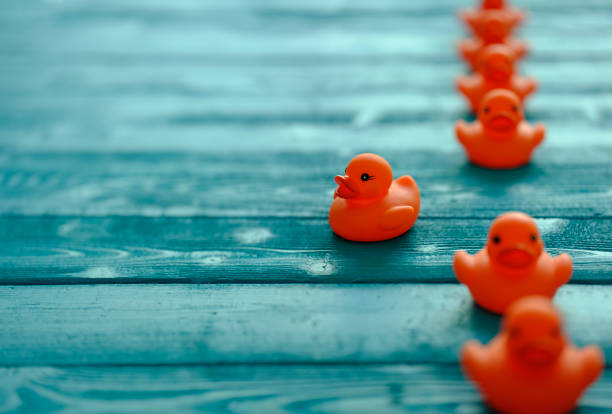 Line of orange rubber ducks, moving in an orderly line, with one duck moving out of the line following it's own direction, set on a blue wooden grained background, conceptually representing water. Concept image representing; standing out from the crowd, freedom, individuality, against the grain, change etc. ducks in a row concept stock pictures, royalty-free photos & images