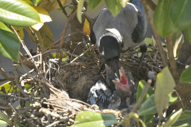baby carts photographs of crows nourishing their offspring on magnolia in front of my workplace crows nest stock pictures, royalty-free photos & images