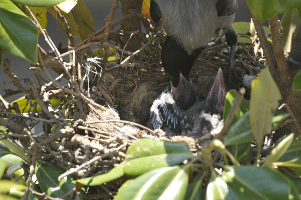 baby carts photographs of crows nourishing their offspring on magnolia in front of my workplace crows nest stock pictures, royalty-free photos & images