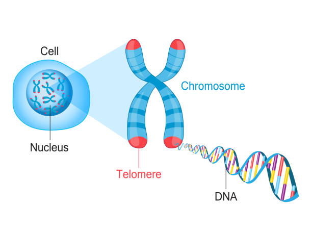 Telomere Chromosome and DNA Telomeres are protective caps on the end of chromosomes. Cell, chromosome and DNA vector illustration chromosome illustrations stock illustrations