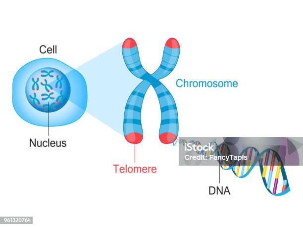 Telomere Chromosome And Dna Stock Illustration - Download Image Now - Chromosome, Telomere, DNA