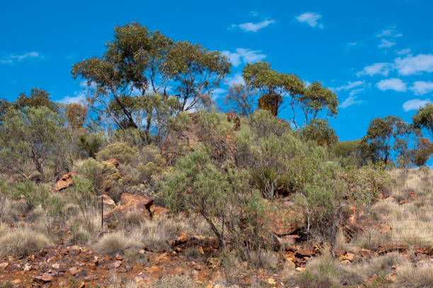 istock View of hilltop with gum trees 961325464