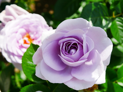 Roses of purple