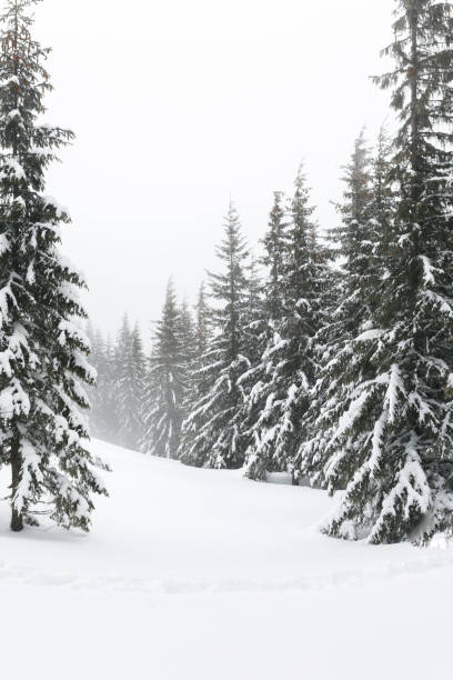 istock Snowy winter fir trees 961329808