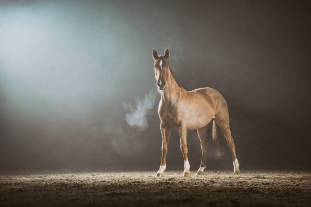 istock Horse in the fog 961329898