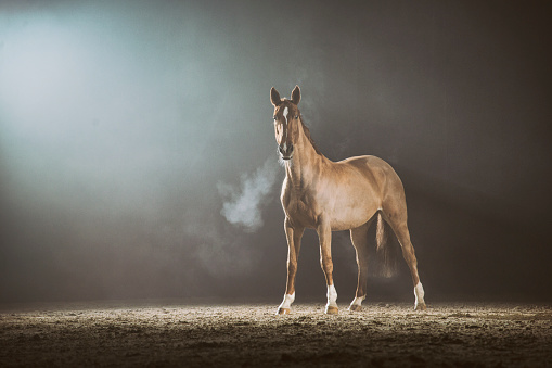 Horse running in the fog. Silhouette photo of a backlight horse.