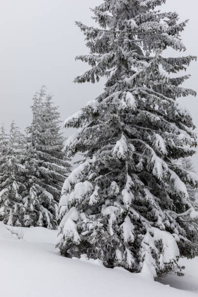 istock Snow-covered spruces in the dusk 961330006