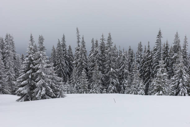 istock Snow-covered fir forest in the winter Carpathians 961330192