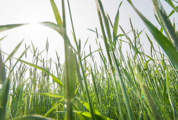 istock Green Rice Field with white sky background 961330560