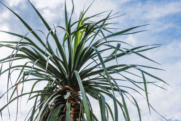 istock Leaves of palm trees against the sky with clouds view from below - copy space 961330570