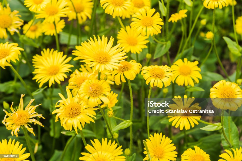 Flowers of medicinal elecampane close up Agricultural Field Stock Photo