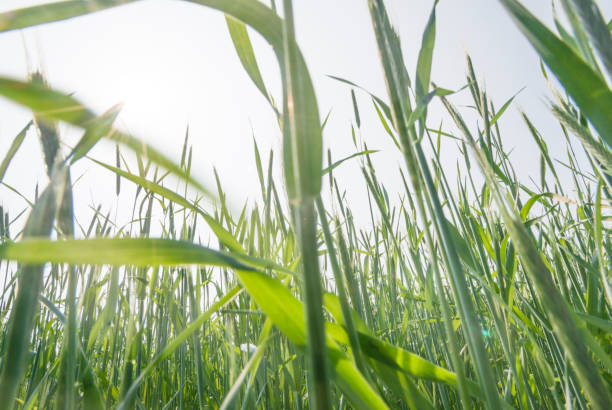 istock Green Rice Field with white sky background 961330628